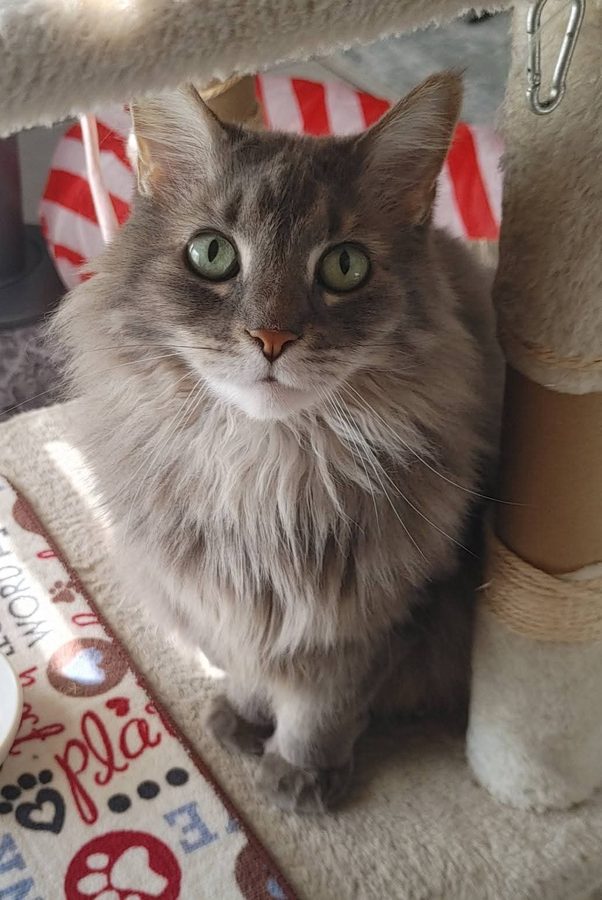 Kit — Maine Coon mix, author, philosopher